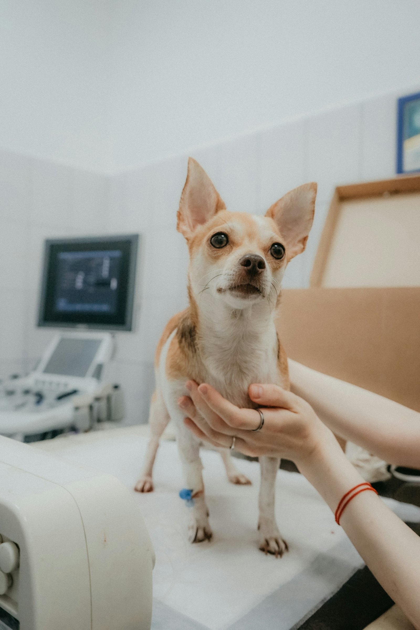 Settore veterinario