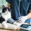 Ipertensione Felina: Cosa Devi Sapere per Mantenere il Tuo Gatto in Salute