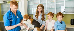 dipartimento veterinario